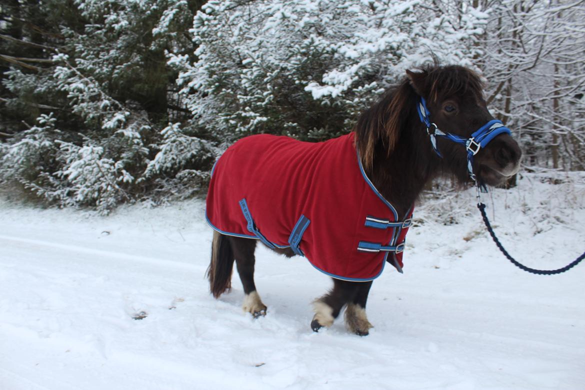Shetlænder Coco - 13-01-21 Fotograf: min kæreste billede 29