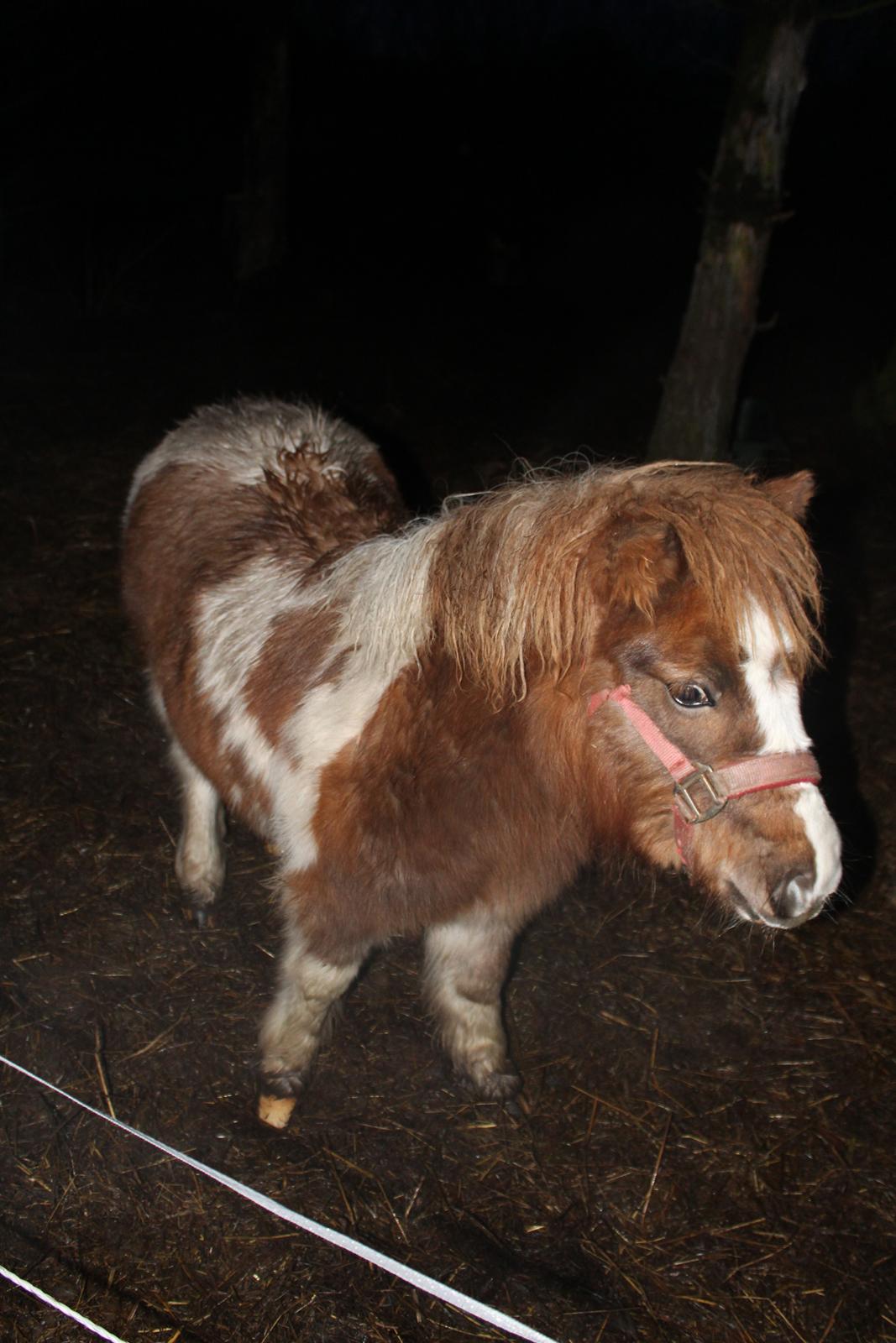 Shetlænder Indian Princess (Indi) - 01-01-21 billede 34