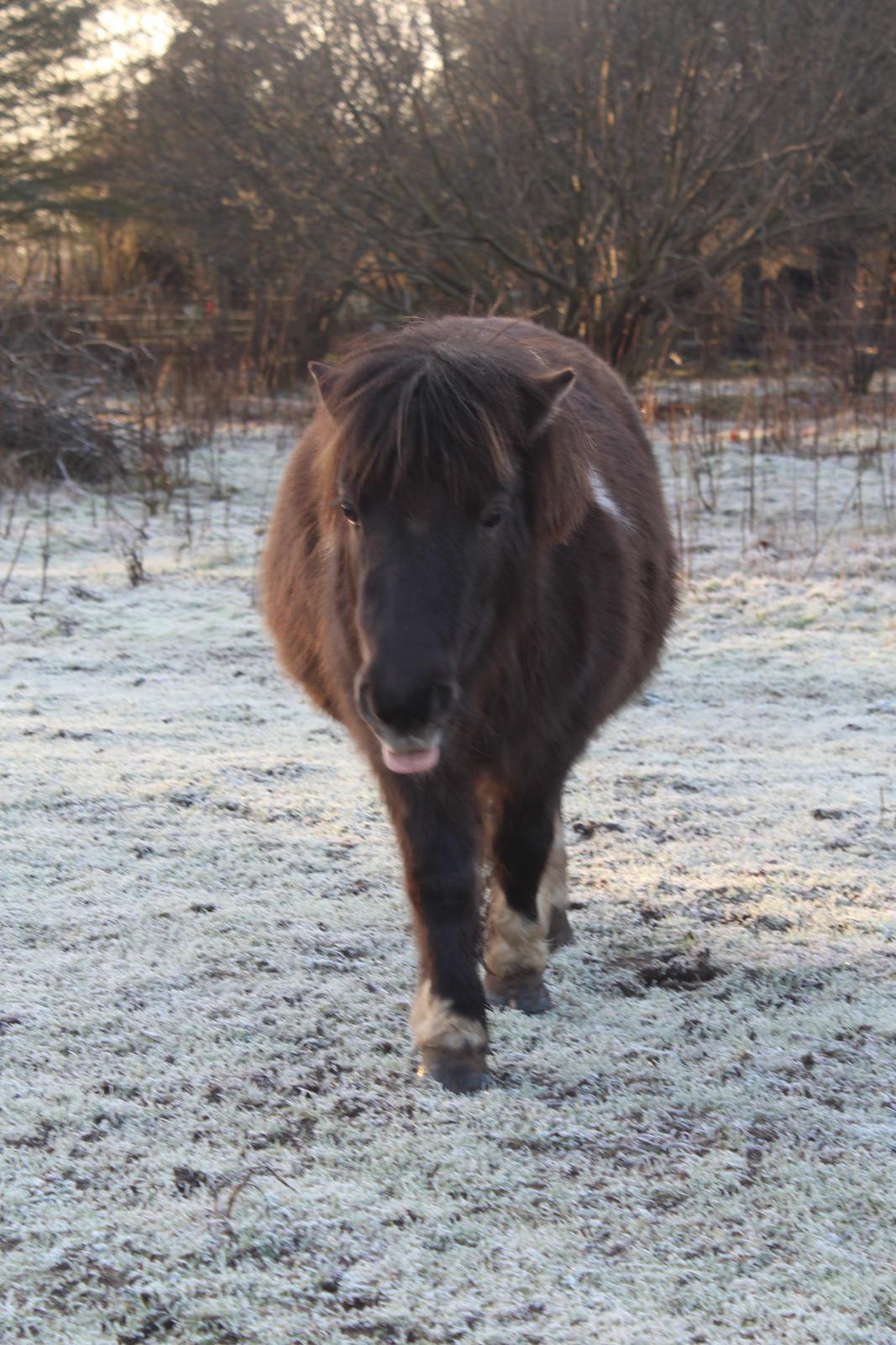 Shetlænder Coco - 02-01-2021 billede 30