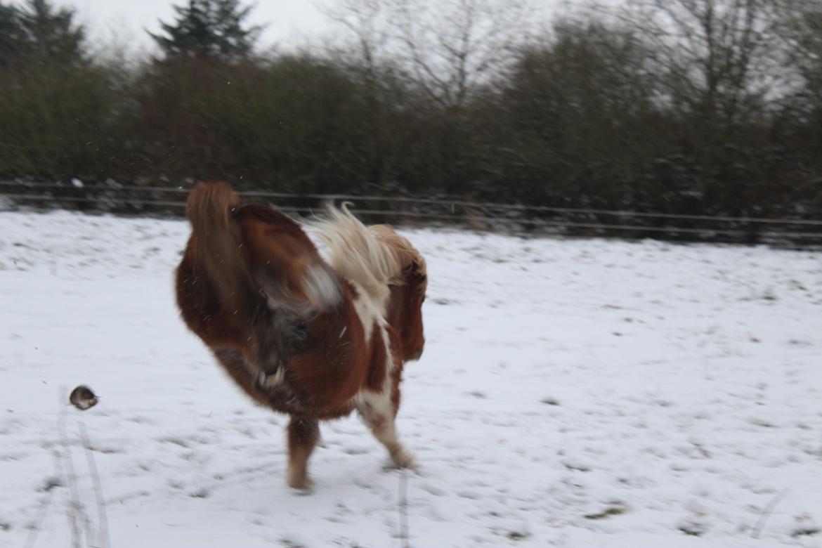 Shetlænder Ronja - 07-01-21 billede 2