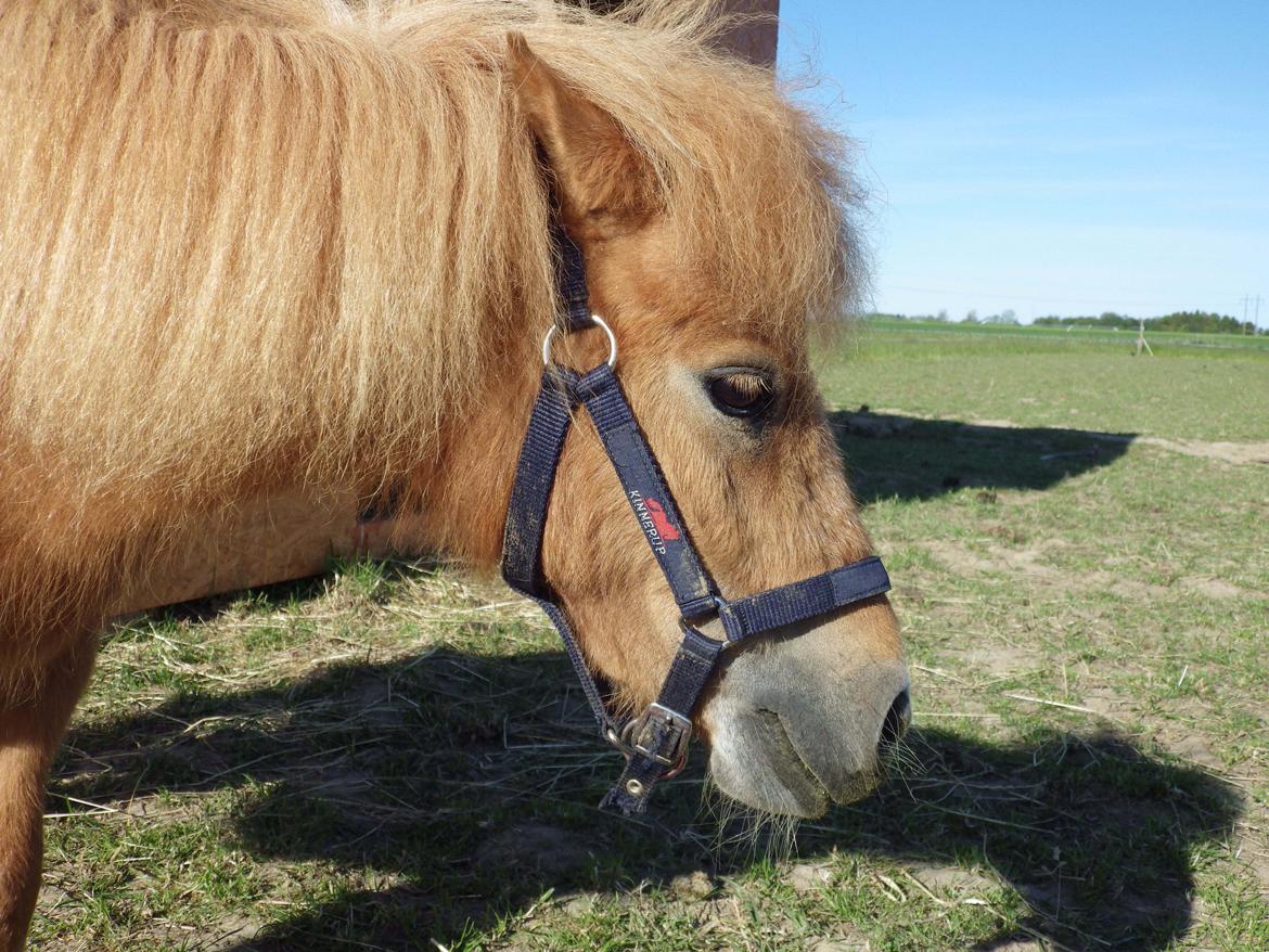 Shetlænder Lady billede 1