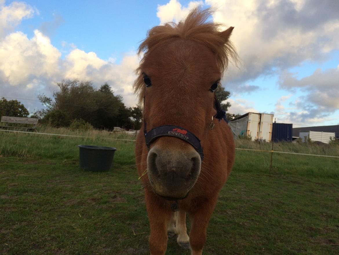 Shetlænder Lady billede 2