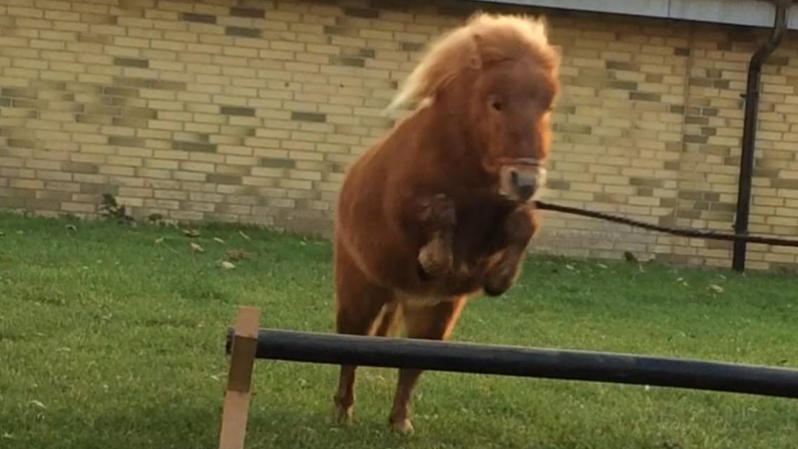 Shetlænder Lady - Lady elsker at springe, og hun skal bestemt ikke rører ;) billede 4