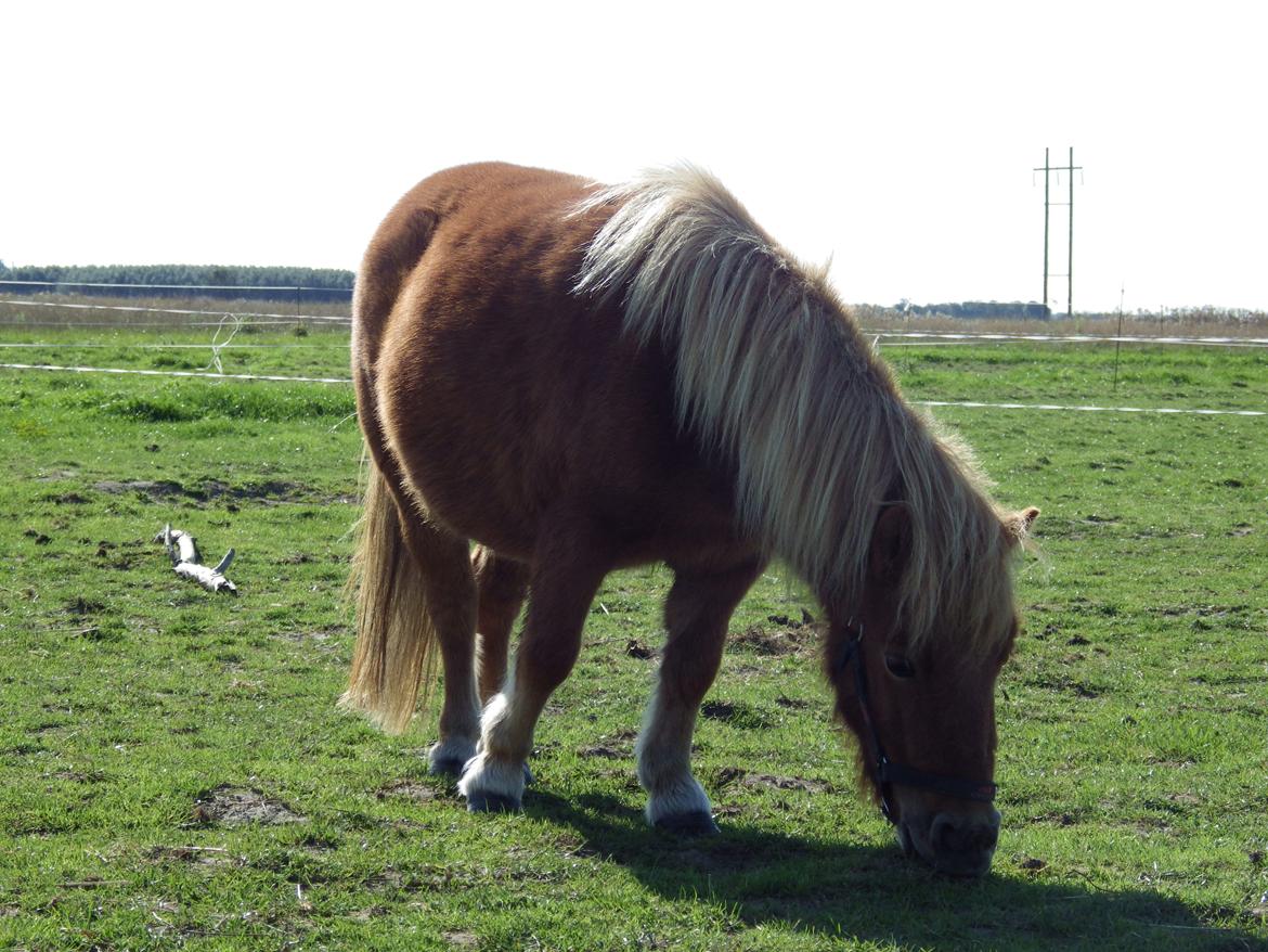Shetlænder Lady billede 5