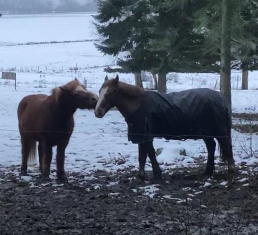 Anden særlig race Clogheen Bob (Tidligere pony) - Blundur vil lege med Bob 🥺 billede 16