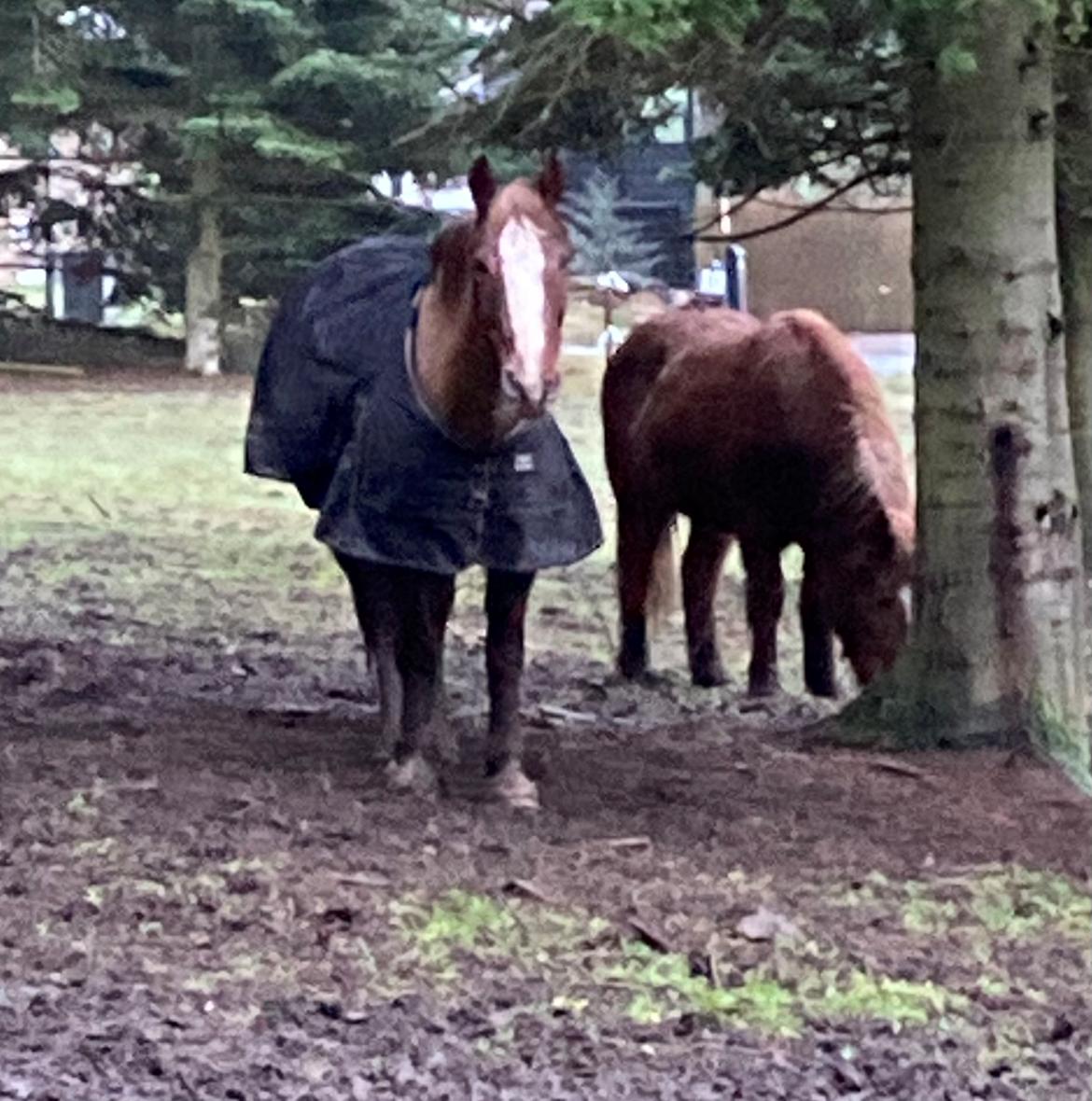 Anden særlig race Clogheen Bob (Tidligere pony) - Bob står på folden sammen med Blundur 🥰 billede 17