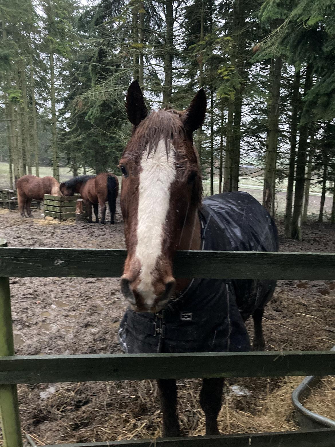 Anden særlig race Clogheen Bob (Tidligere pony) - Billede fra 13/01/2021 hvor jeg havde haft Bob i 1 måned!❤️ billede 18