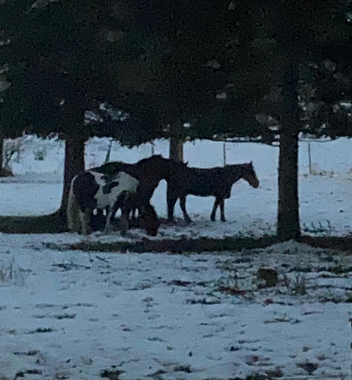 Anden særlig race Clogheen Bob (Tidligere pony) - Bob står med flokken sneen 💞 billede 19