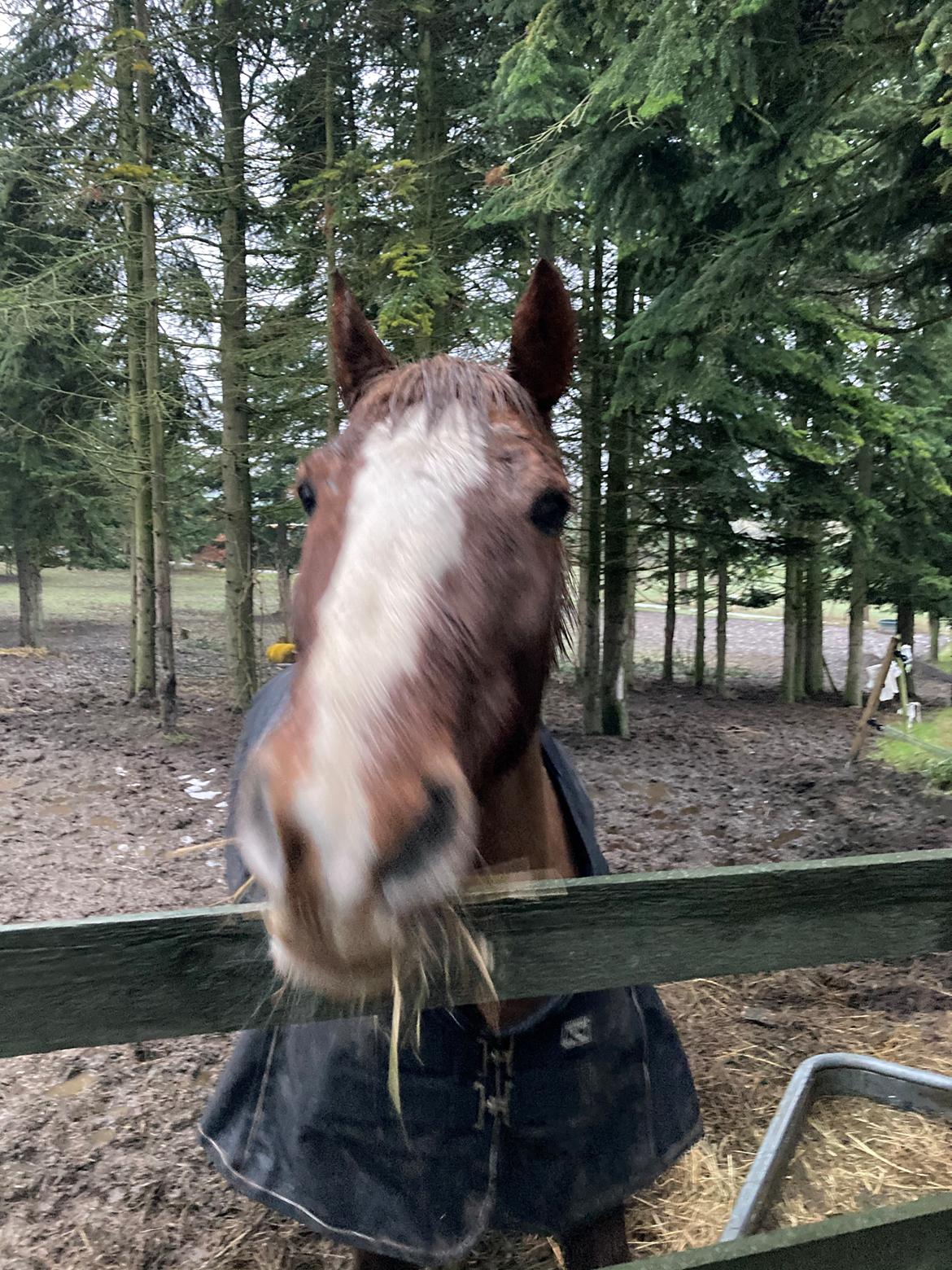 Anden særlig race Clogheen Bob (Tidligere pony) - Bob siger hej 😂 billede 20