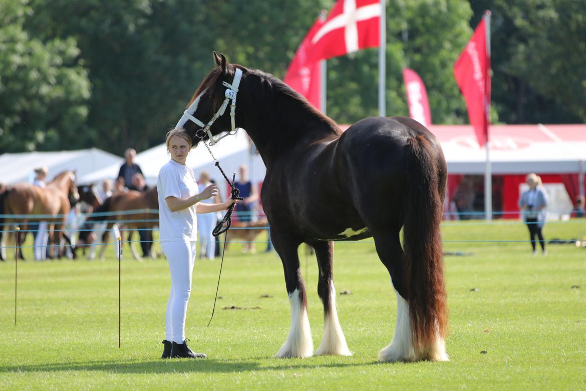 Shire Romoses Miss Macy Gray - Det Fynske Dyrskue 2019 - Billedet er taget af Cecilie Godsk billede 20