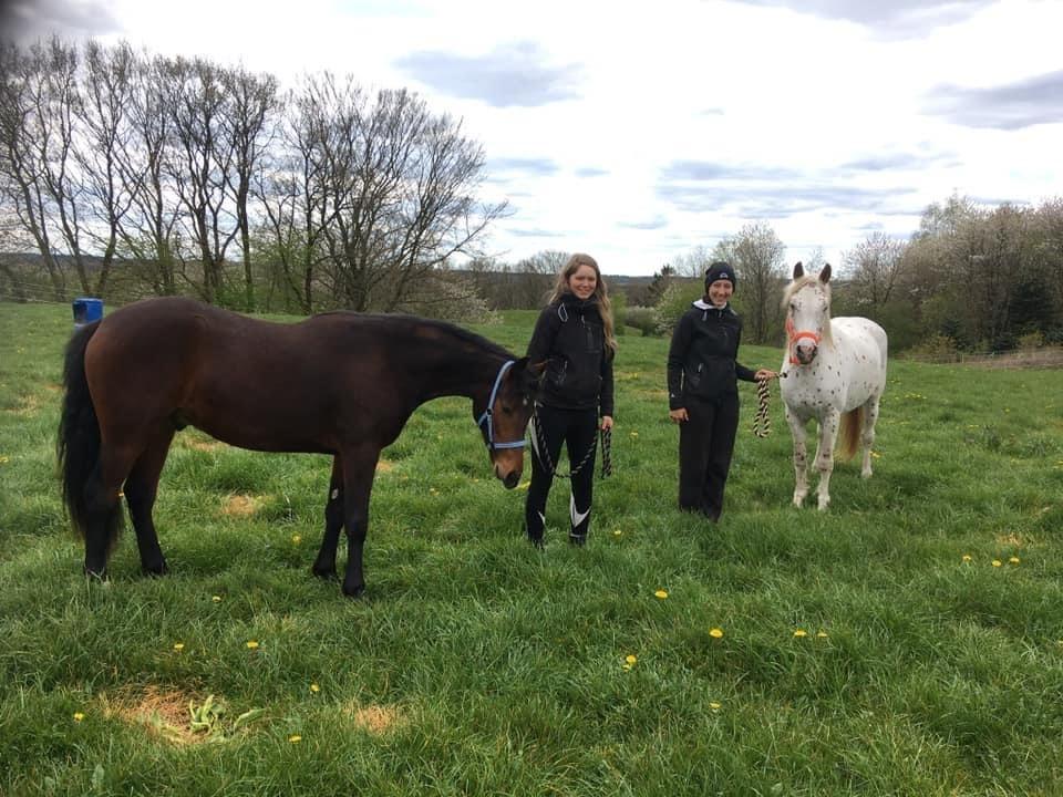 Knabstrupper Rughavens Salina billede 2