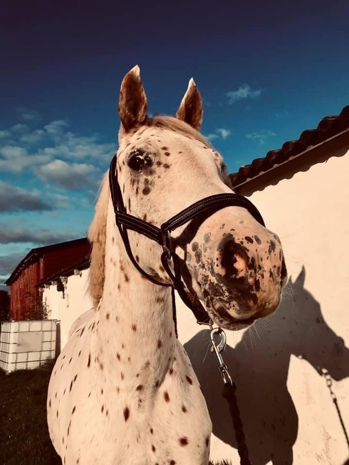 Knabstrupper Rughavens Salina billede 3