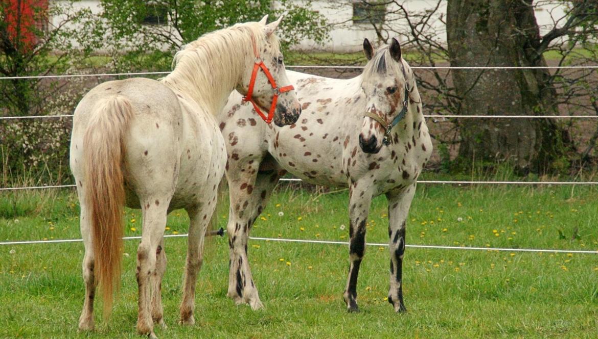 Knabstrupper Rughavens Salina billede 4