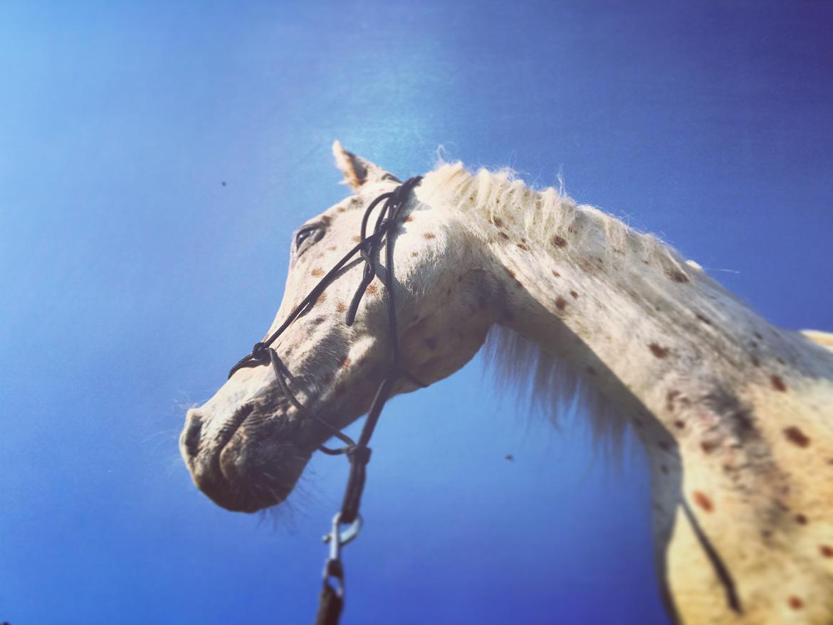 Knabstrupper Rughavens Salina billede 5