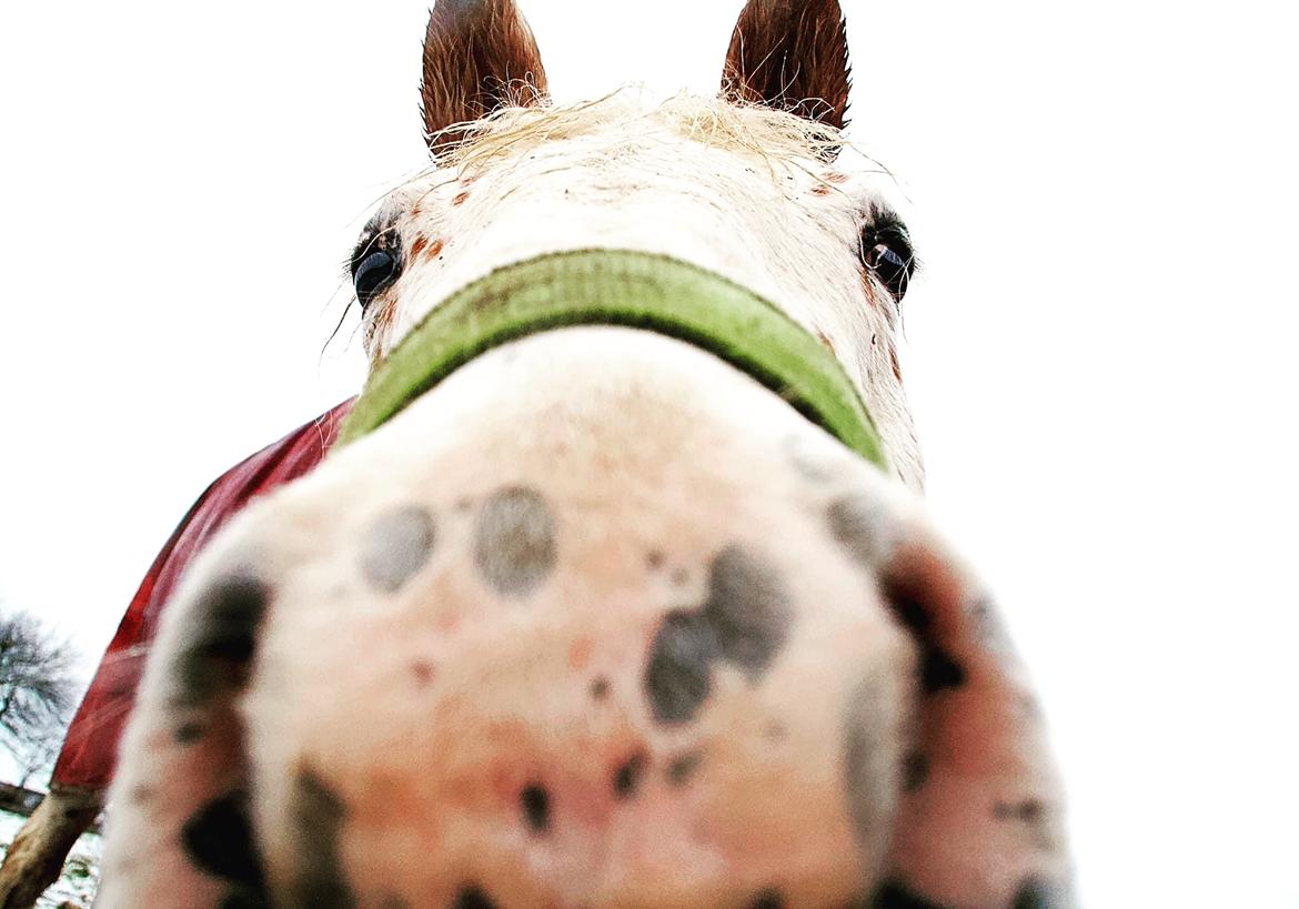 Knabstrupper Rughavens Salina billede 1