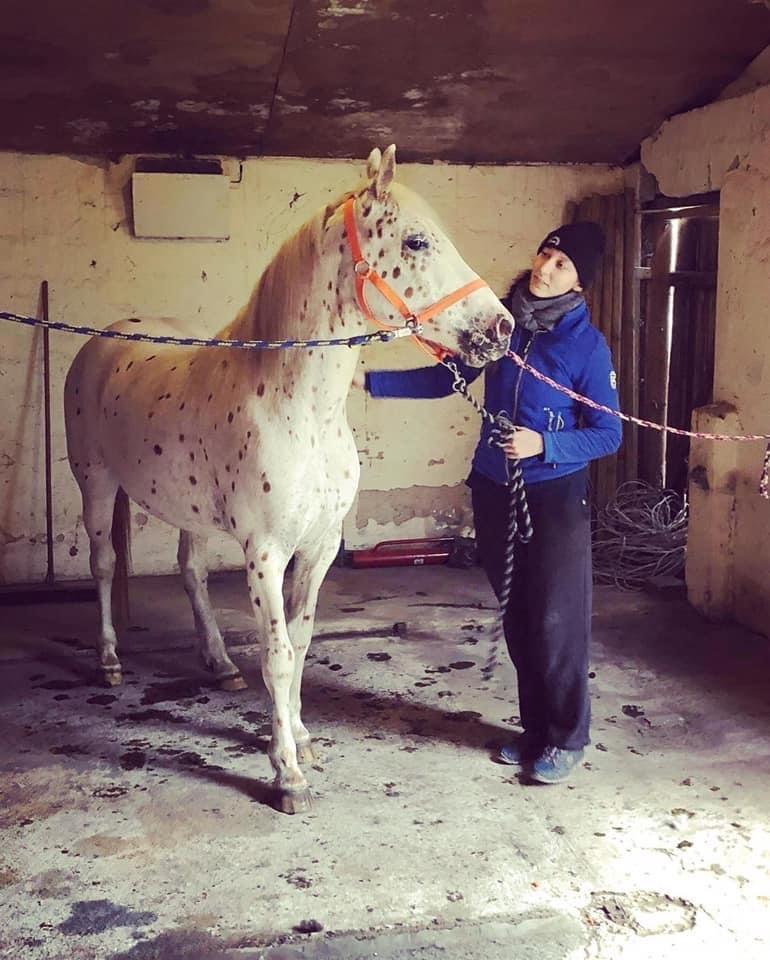 Knabstrupper Rughavens Salina billede 6