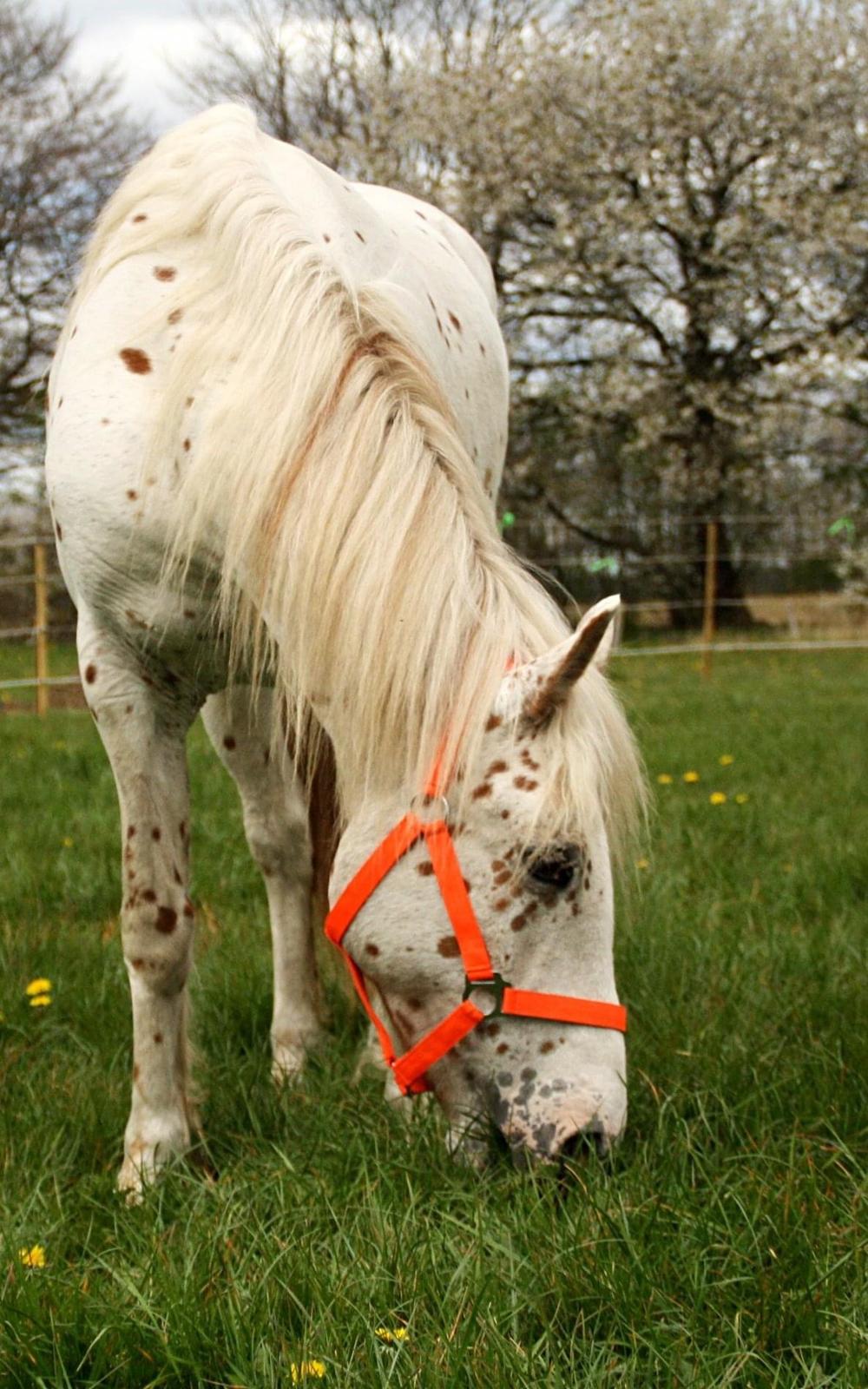 Knabstrupper Rughavens Salina billede 7