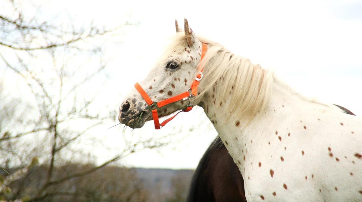 Knabstrupper Rughavens Salina billede 8