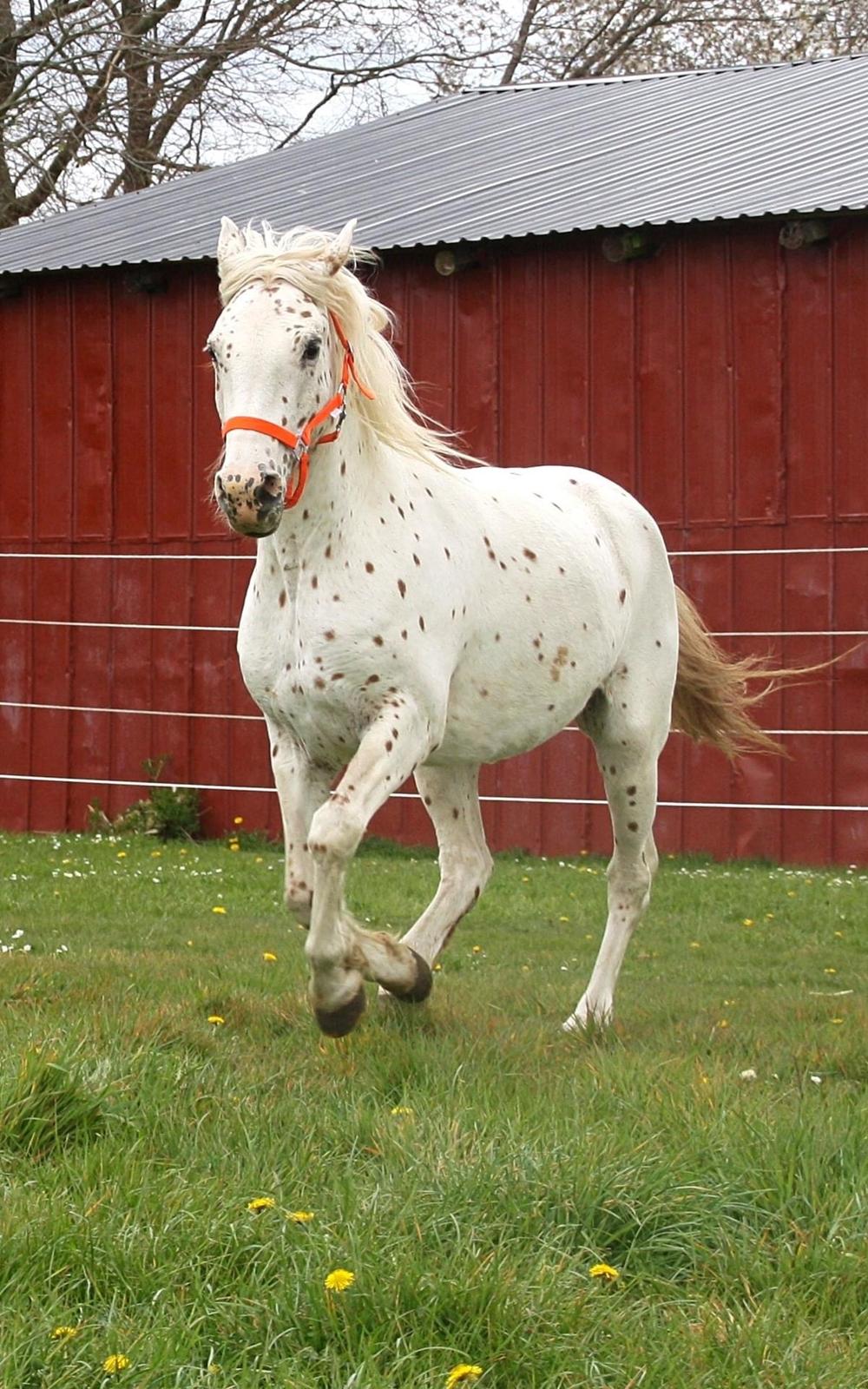 Knabstrupper Rughavens Salina billede 9