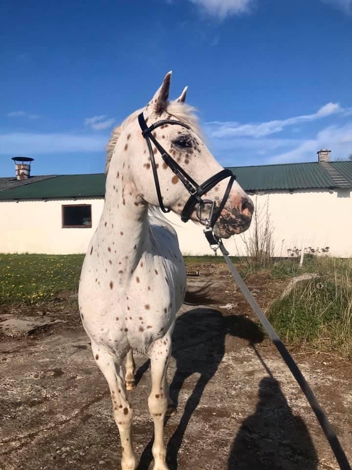 Knabstrupper Rughavens Salina billede 11