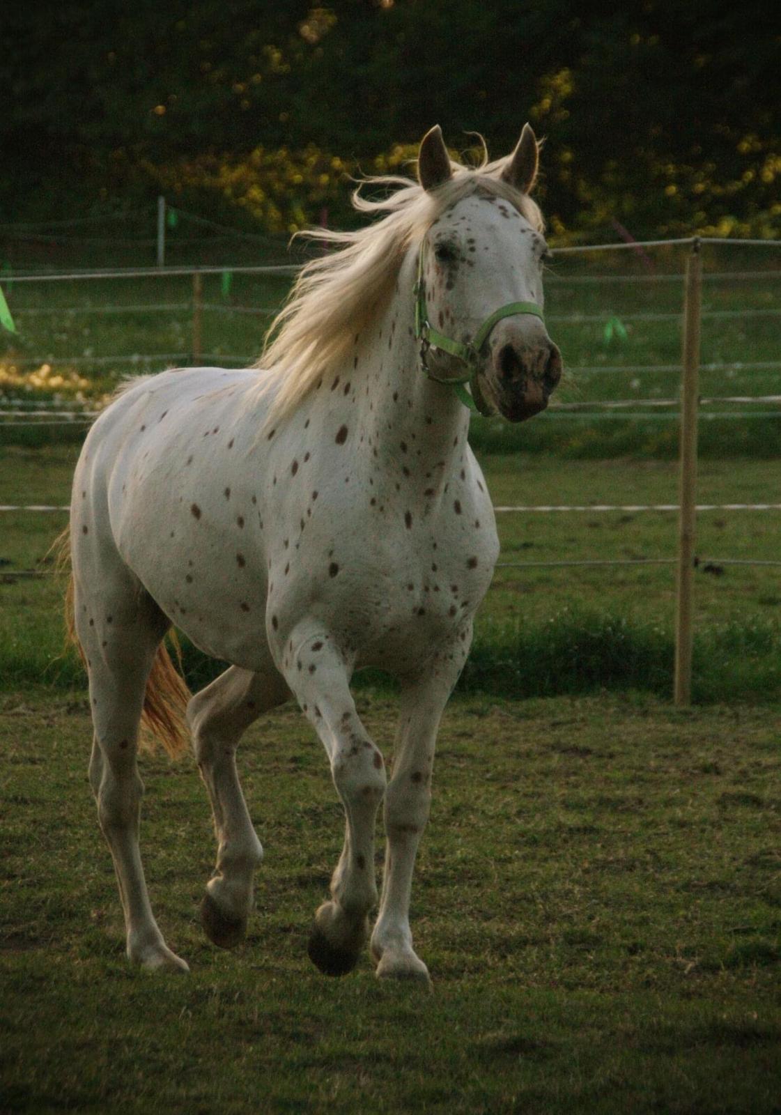 Knabstrupper Rughavens Salina billede 12