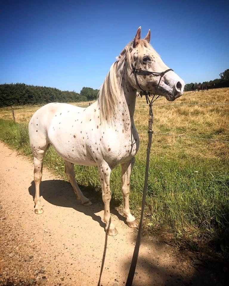 Knabstrupper Rughavens Salina billede 15