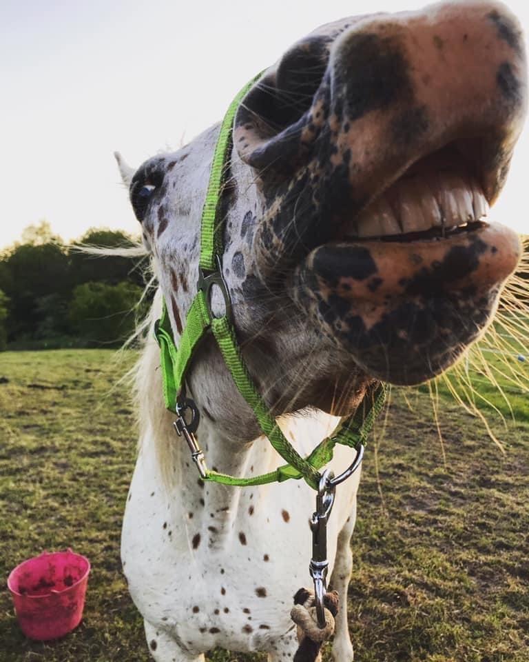 Knabstrupper Rughavens Salina billede 17