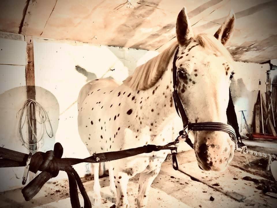 Knabstrupper Rughavens Salina billede 19