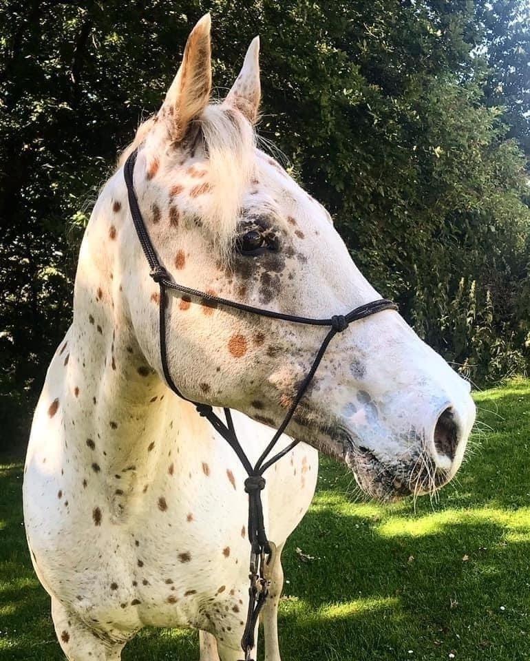 Knabstrupper Rughavens Salina billede 16