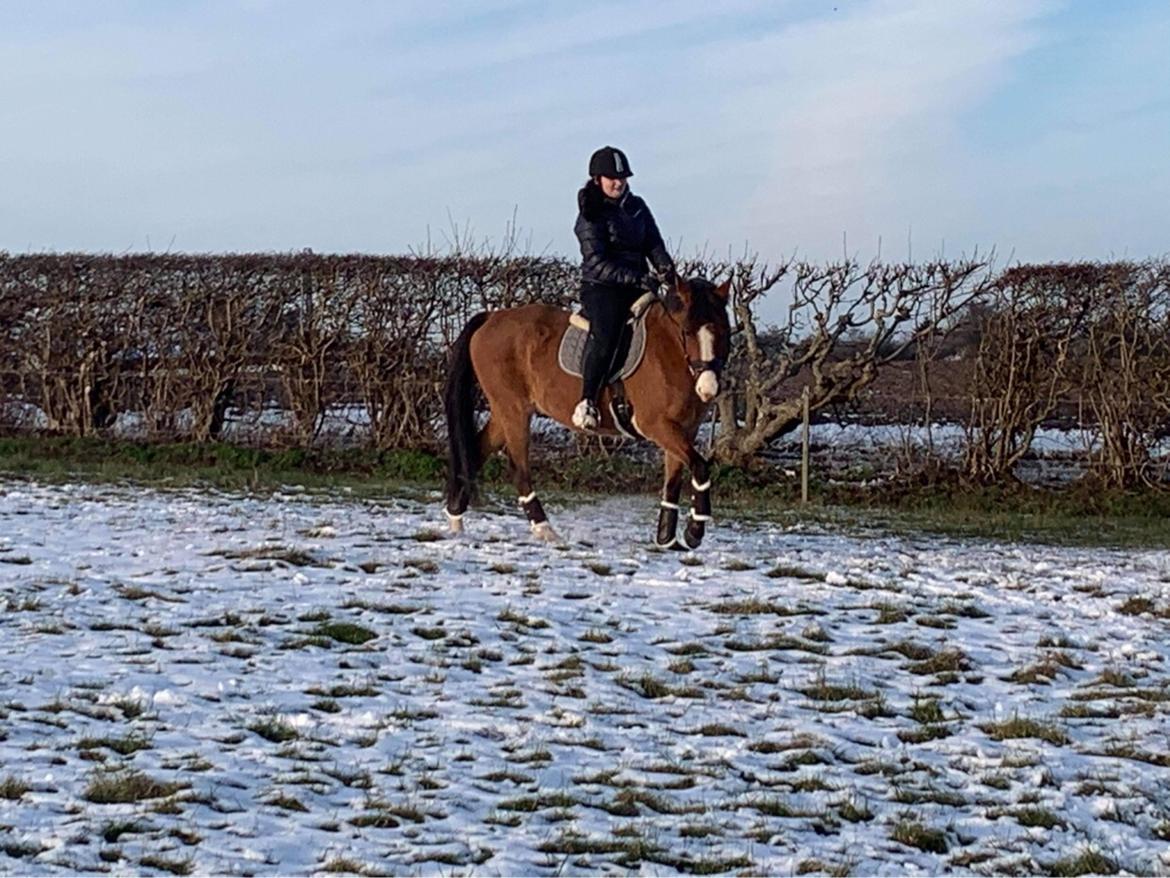 New Forest Nicole billede 8