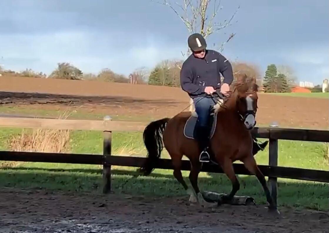 New Forest Nicole billede 10