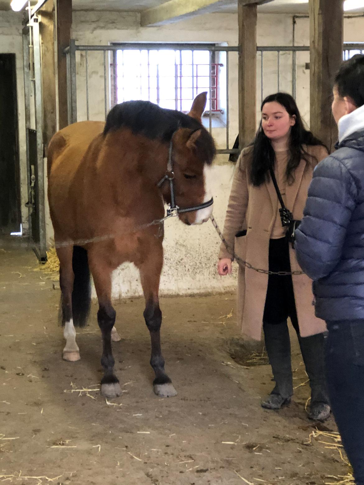 New Forest Nicole billede 9