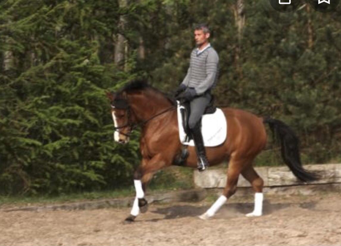 New Forest Nicole billede 12