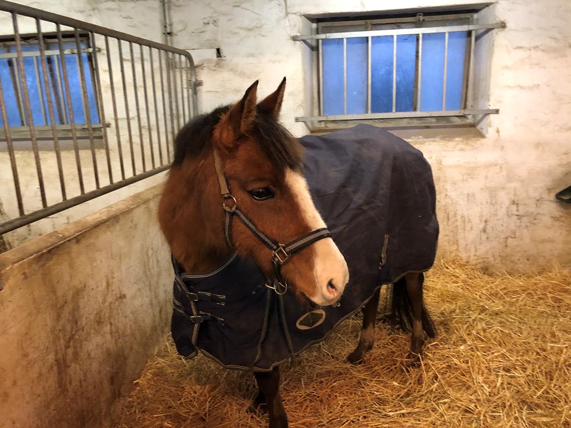 New Forest Nicole billede 11