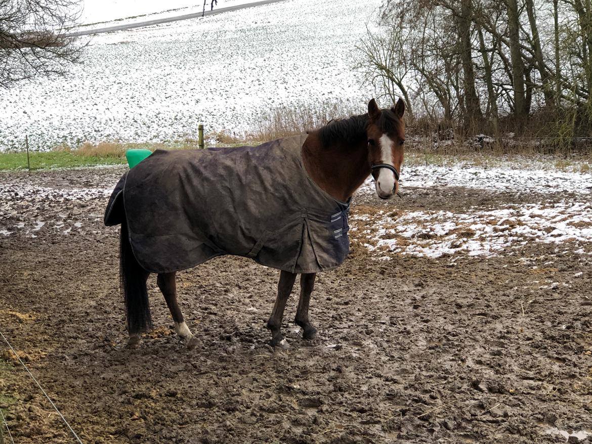 New Forest Nicole billede 13