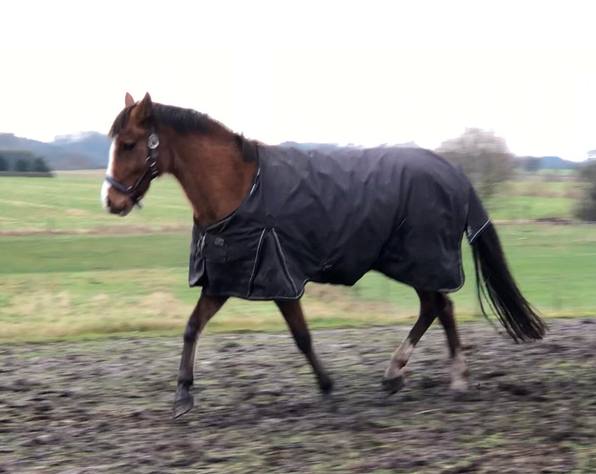 New Forest Nicole billede 15