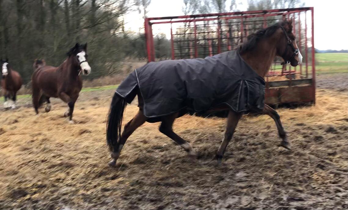 New Forest Nicole billede 16