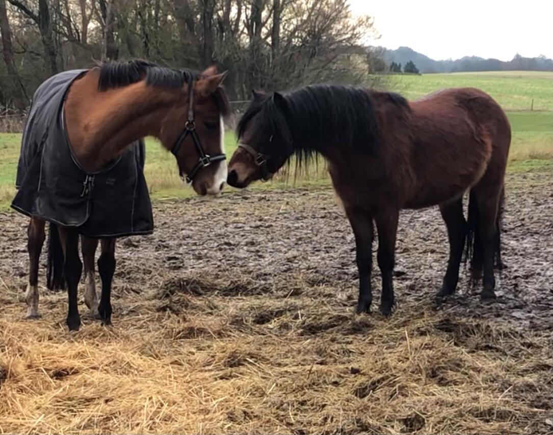 New Forest Nicole billede 17