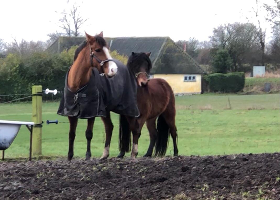 New Forest Nicole billede 18