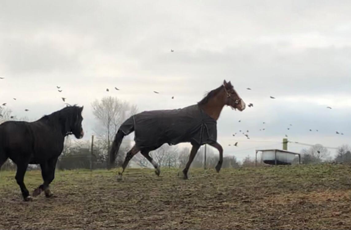 New Forest Nicole billede 19