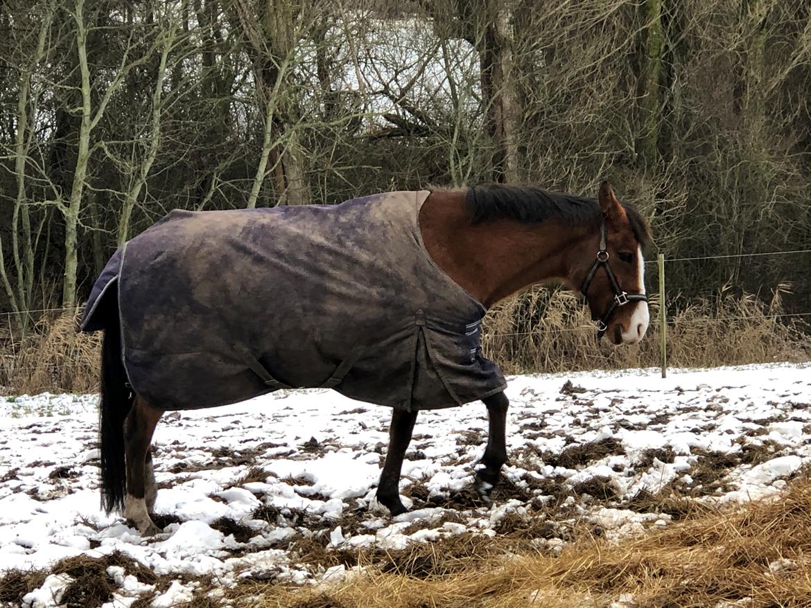 New Forest Nicole billede 14