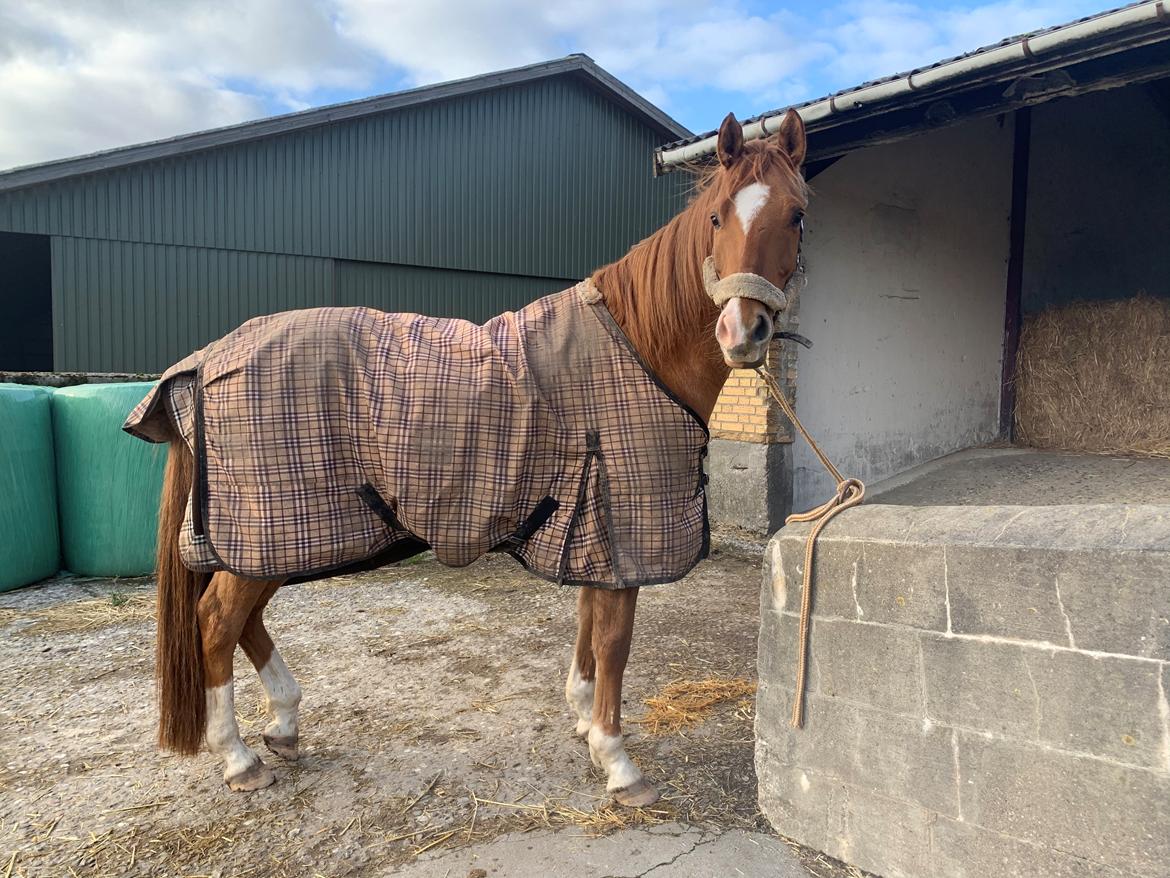 DSP Thorslunds Golden Empire - Et billede fra Lundby Efterskole billede 9