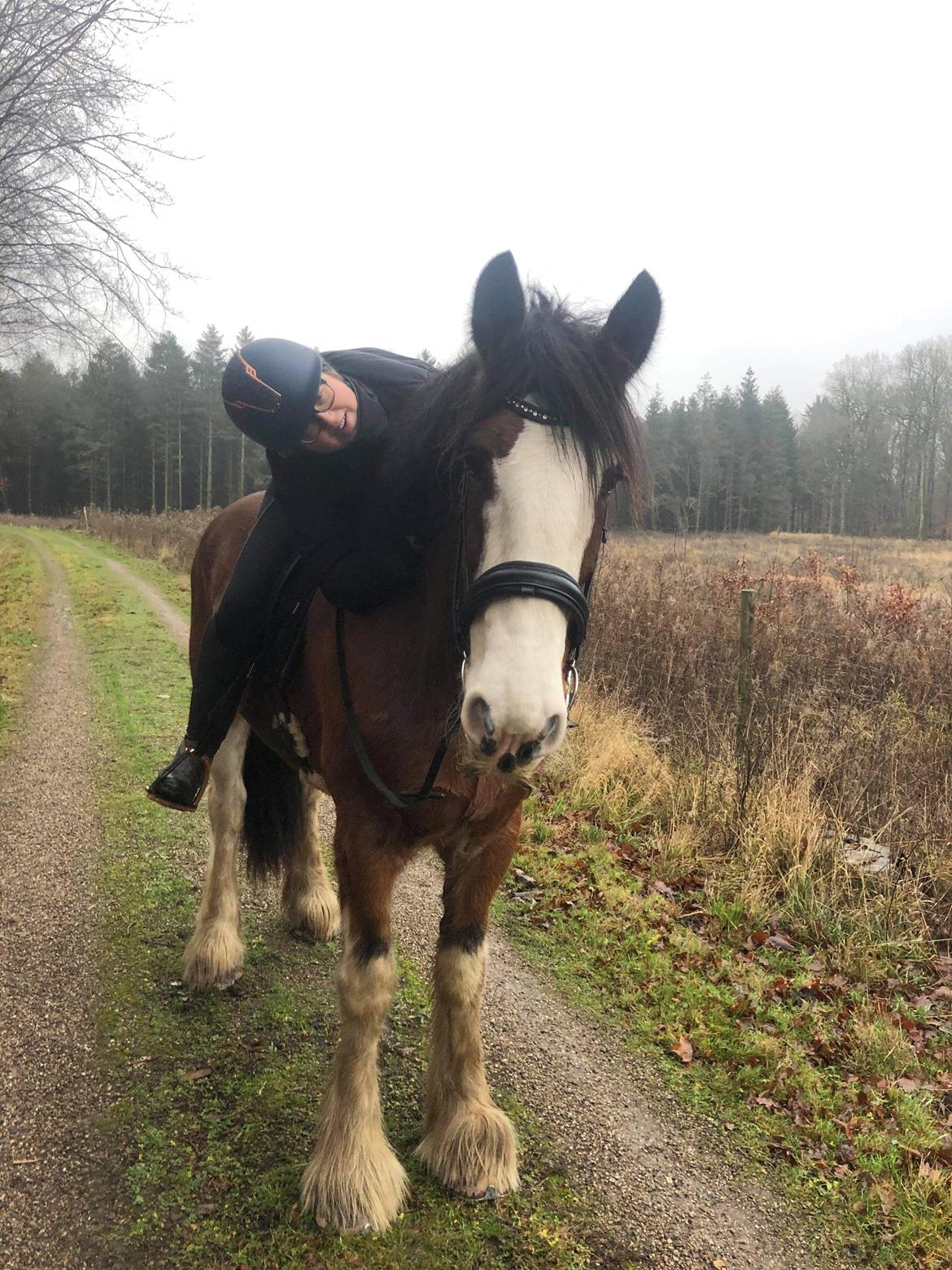Clydesdale Freddie RIP:-( billede 3