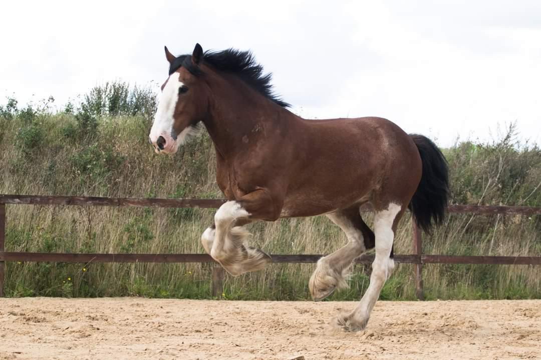 Clydesdale Freddie RIP:-( billede 2