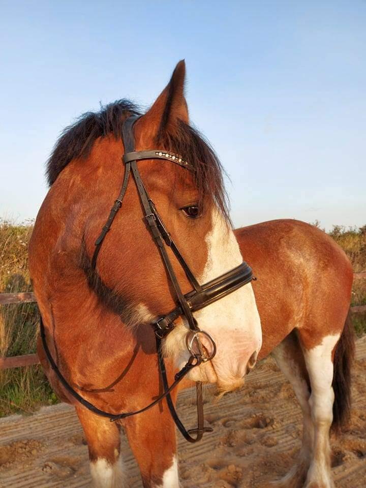 Clydesdale Freddie RIP:-( billede 1