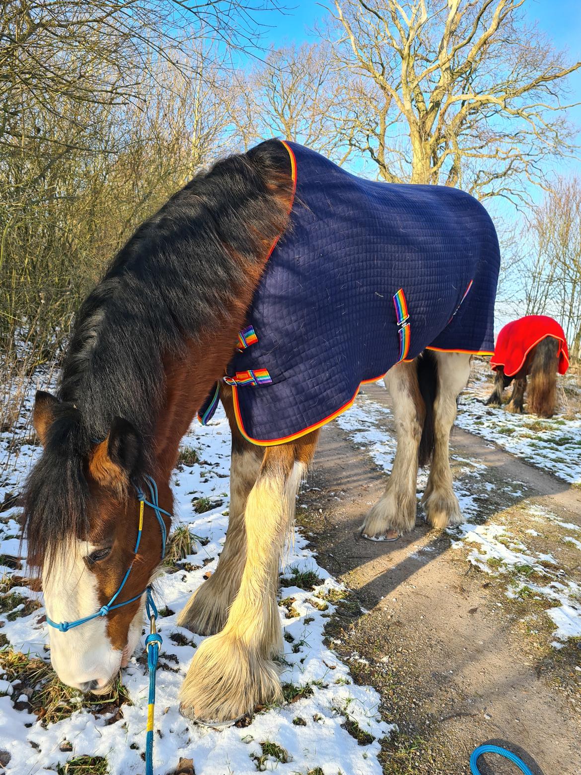 Clydesdale Freddie RIP:-( billede 5