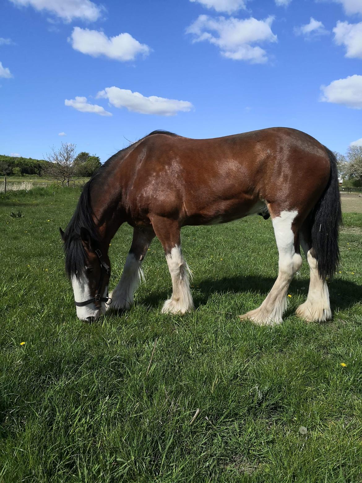Clydesdale Freddie RIP:-( billede 6