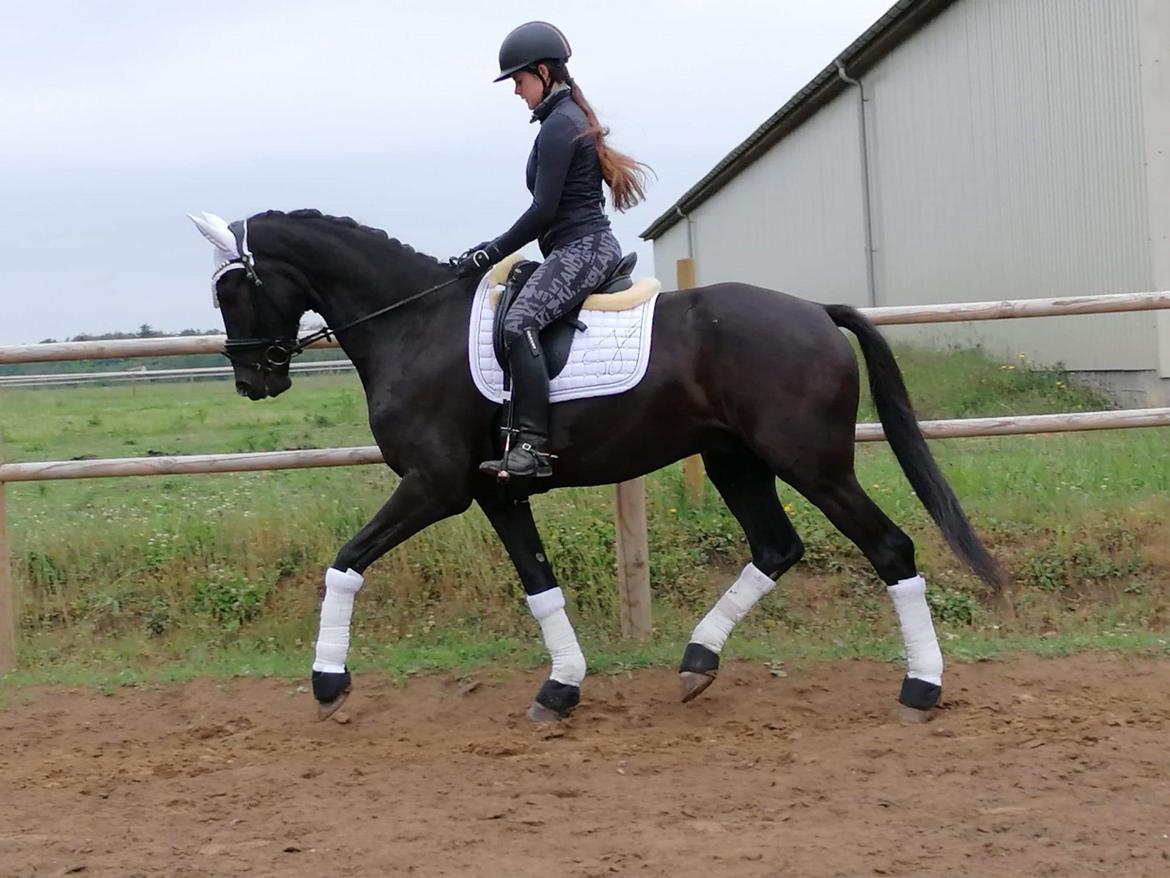 Dansk Varmblod Tanholms Orkan - Trot billede 7