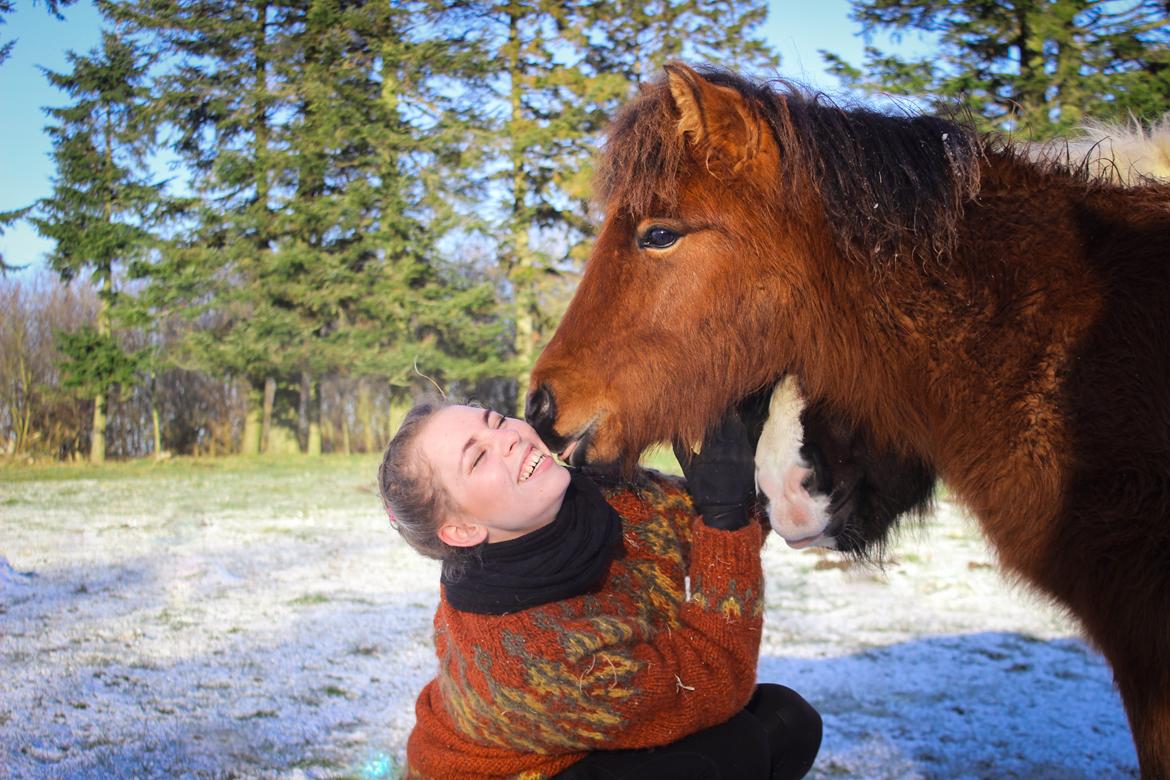 Islænder Viggó fra Bredgaard billede 17