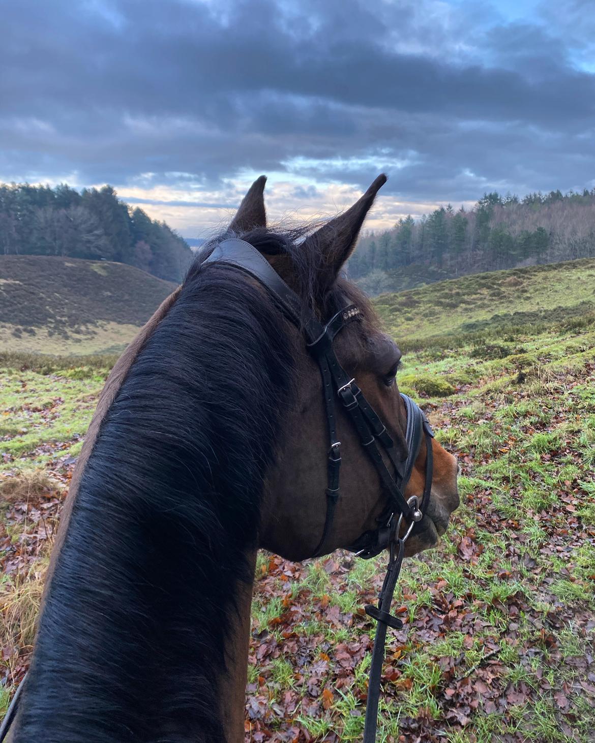 Dansk Varmblod Holmgårds le´mil billede 11